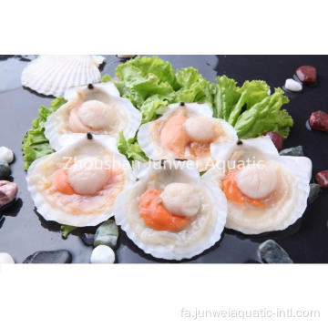 گوش ماهی نیم صدفی یخ زده